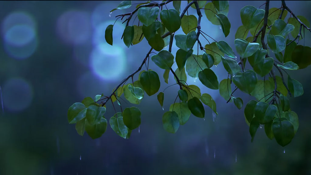Leaves and branches