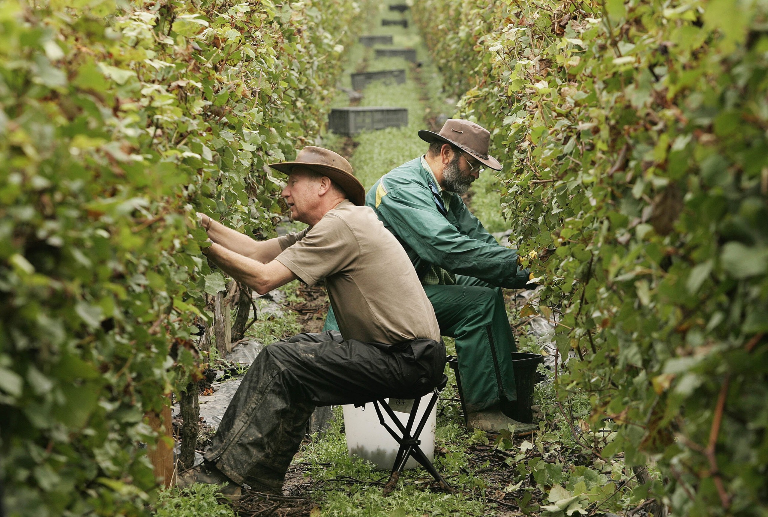 Men picking grapes during the wine harvest in West Chiltington, Sussex