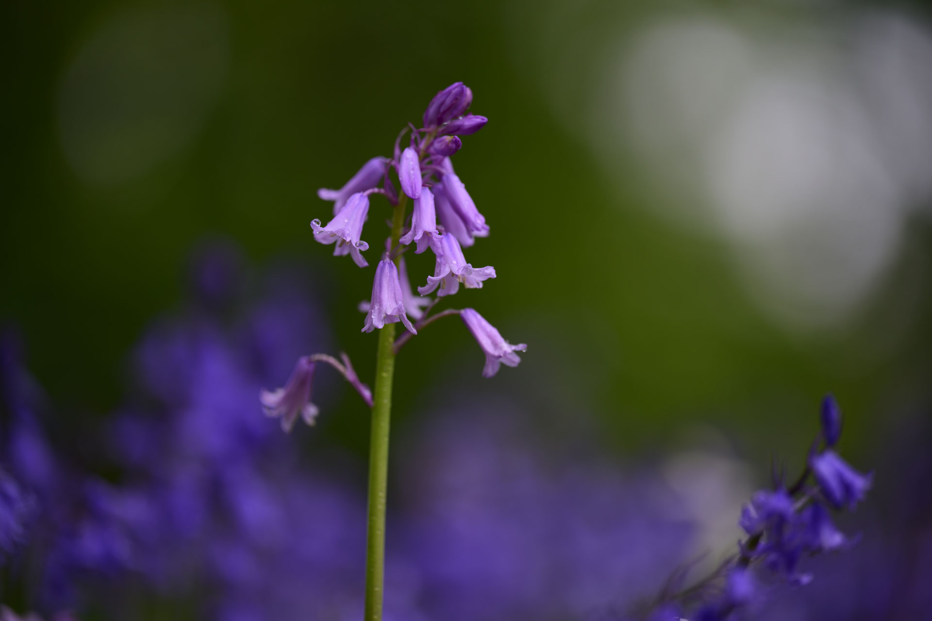 Nikon Z 70-200mm f/2.8 VR S II image gallery: closeup of bluebells in front of dappled light