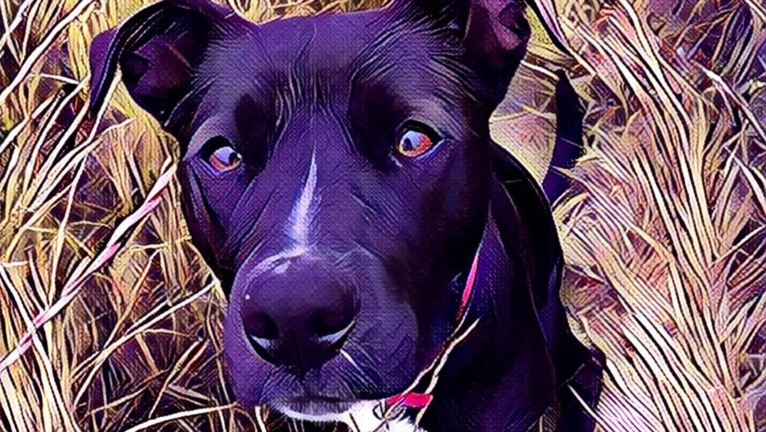 Prisma