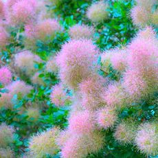 American smoke tree with pink flower clouds