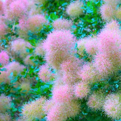 American smoke tree with pink flower clouds