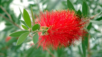 how to grow bottlebrush