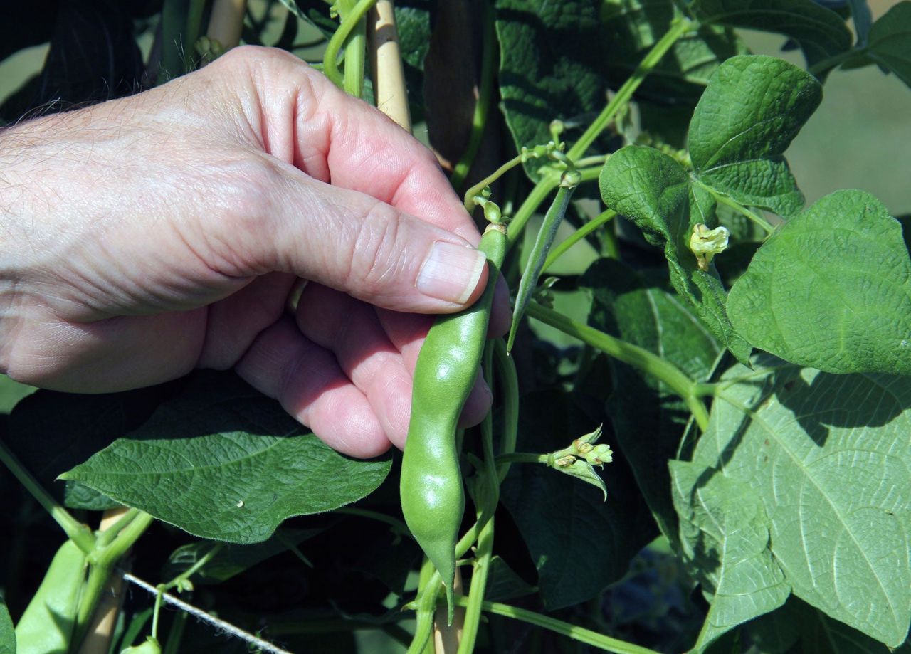 Hand Holding A Bean Pod On The Vine