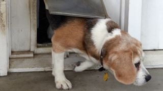 beagle coming through dog flap