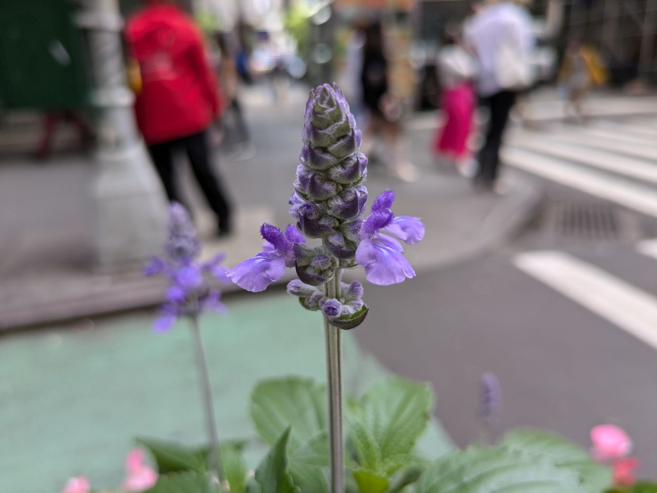 Google Pixel 8a closeup sample.