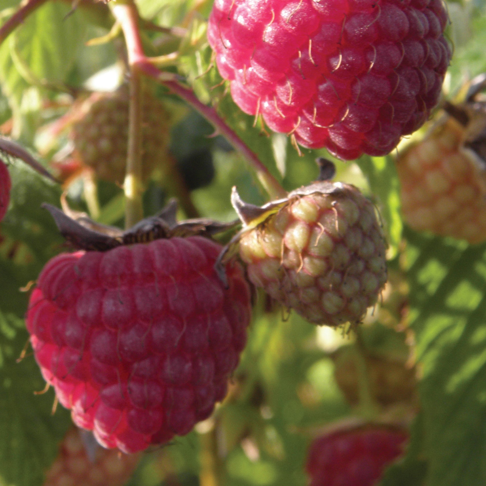 Glencoe Raspberry - 1 Plant