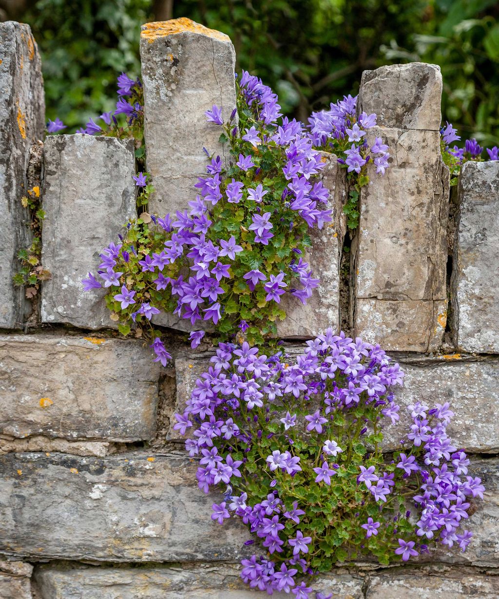 Campanula varieties: 15 top choices | Gardeningetc