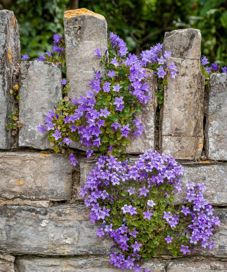 Campanula Varieties: 15 Top Choices 