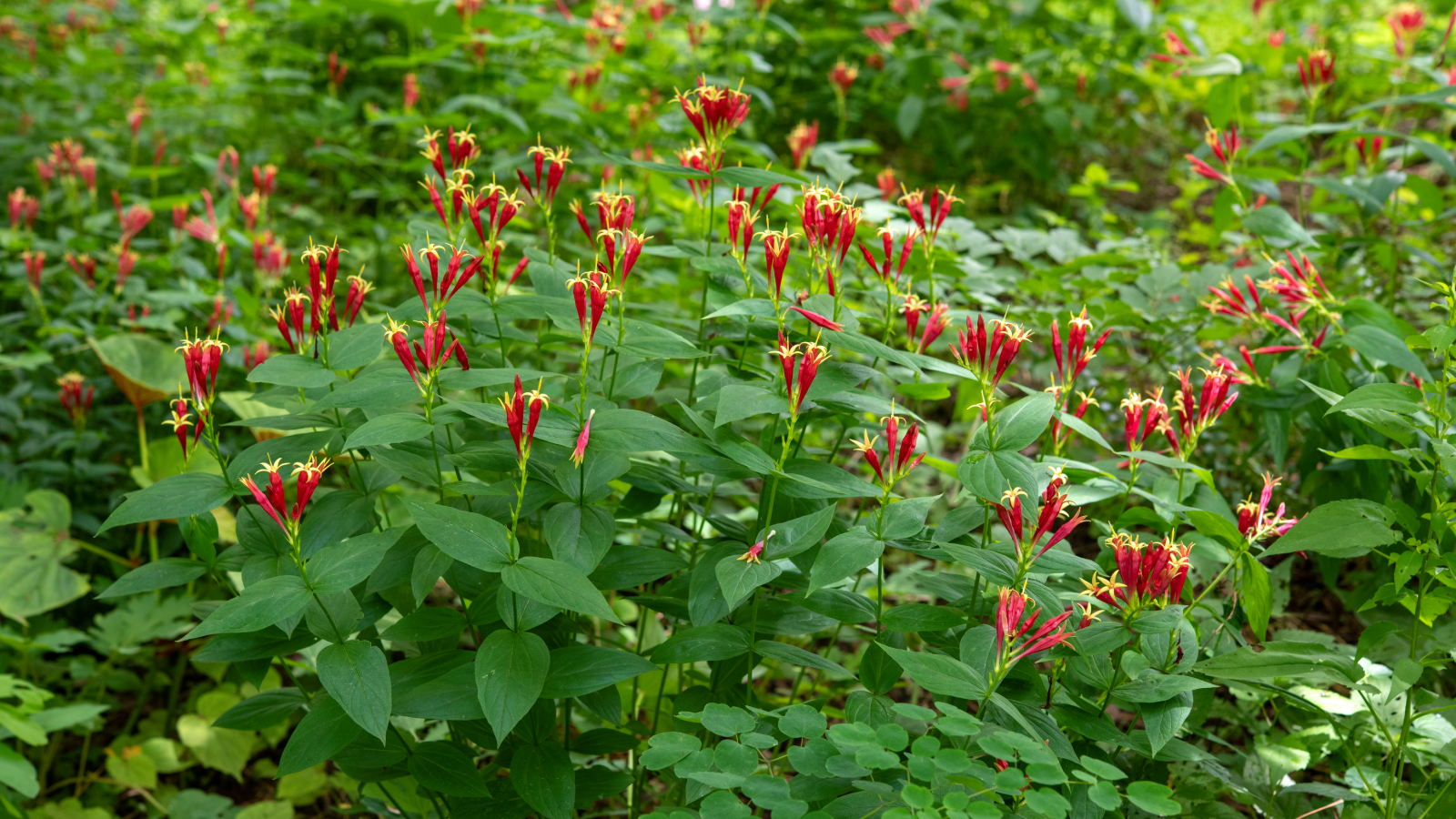 Indian pink plant in bloom in the garden