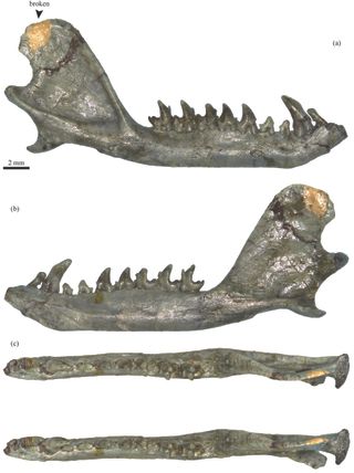 A Eutherian mammal jaw bone