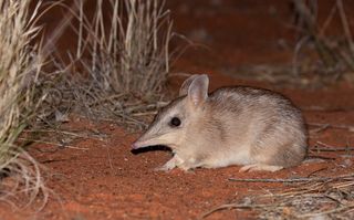 Western barred bandicoots have vanished across most of Australia.