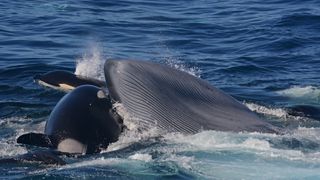 A female orca bites chomps on the tongue of a blue whale.