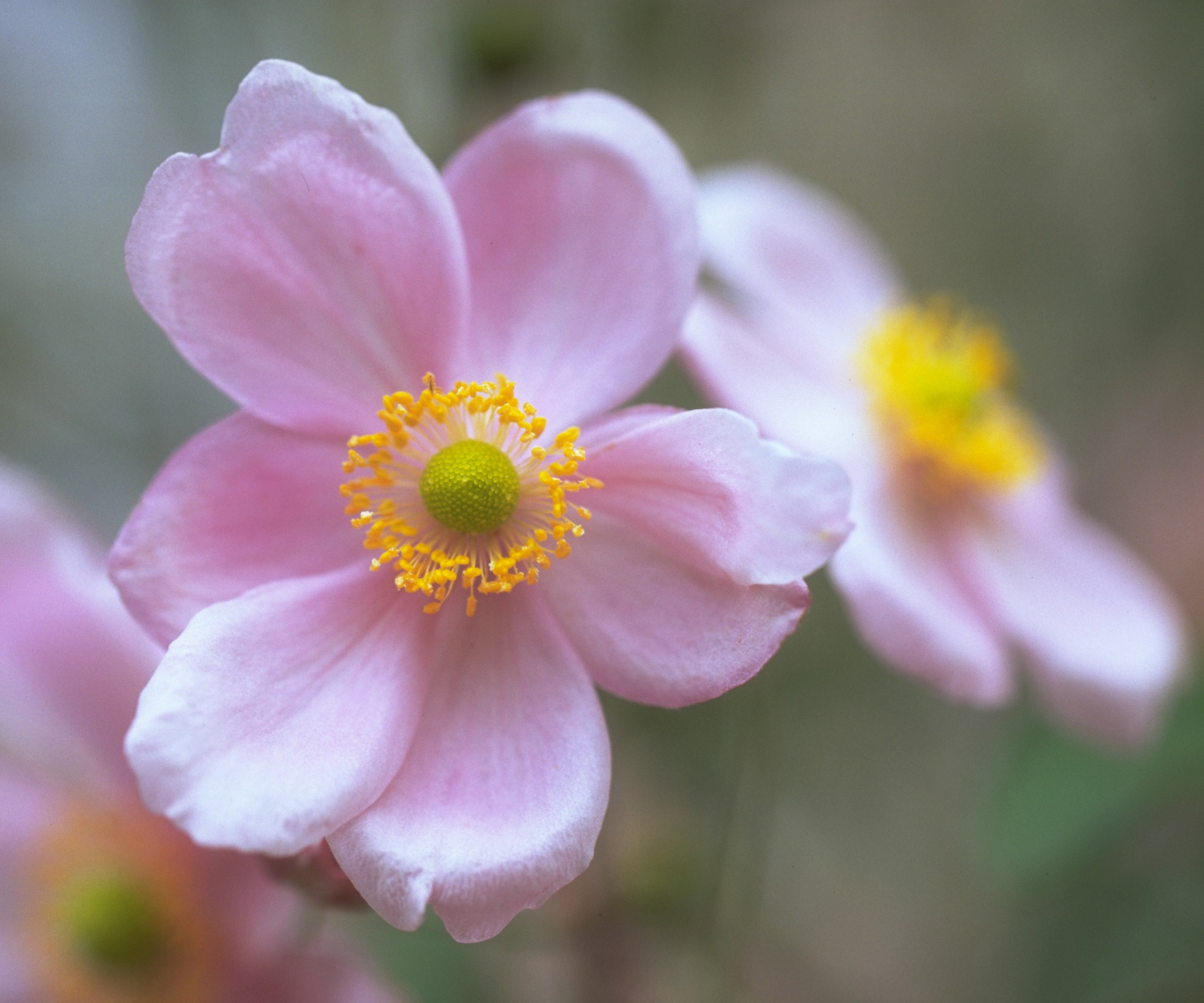 A close up of pink Japanese anemone