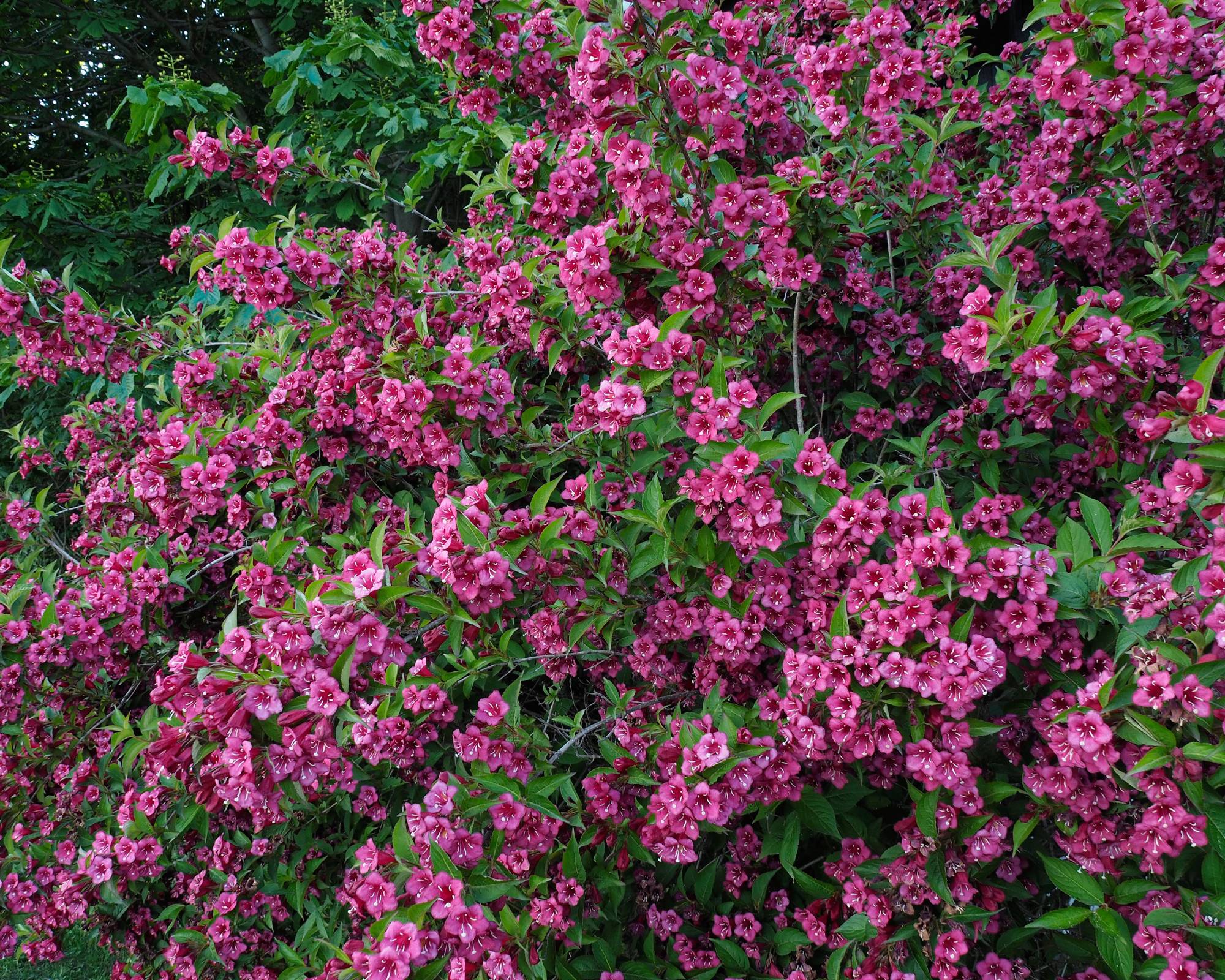 Weigela florida shrub in bloom