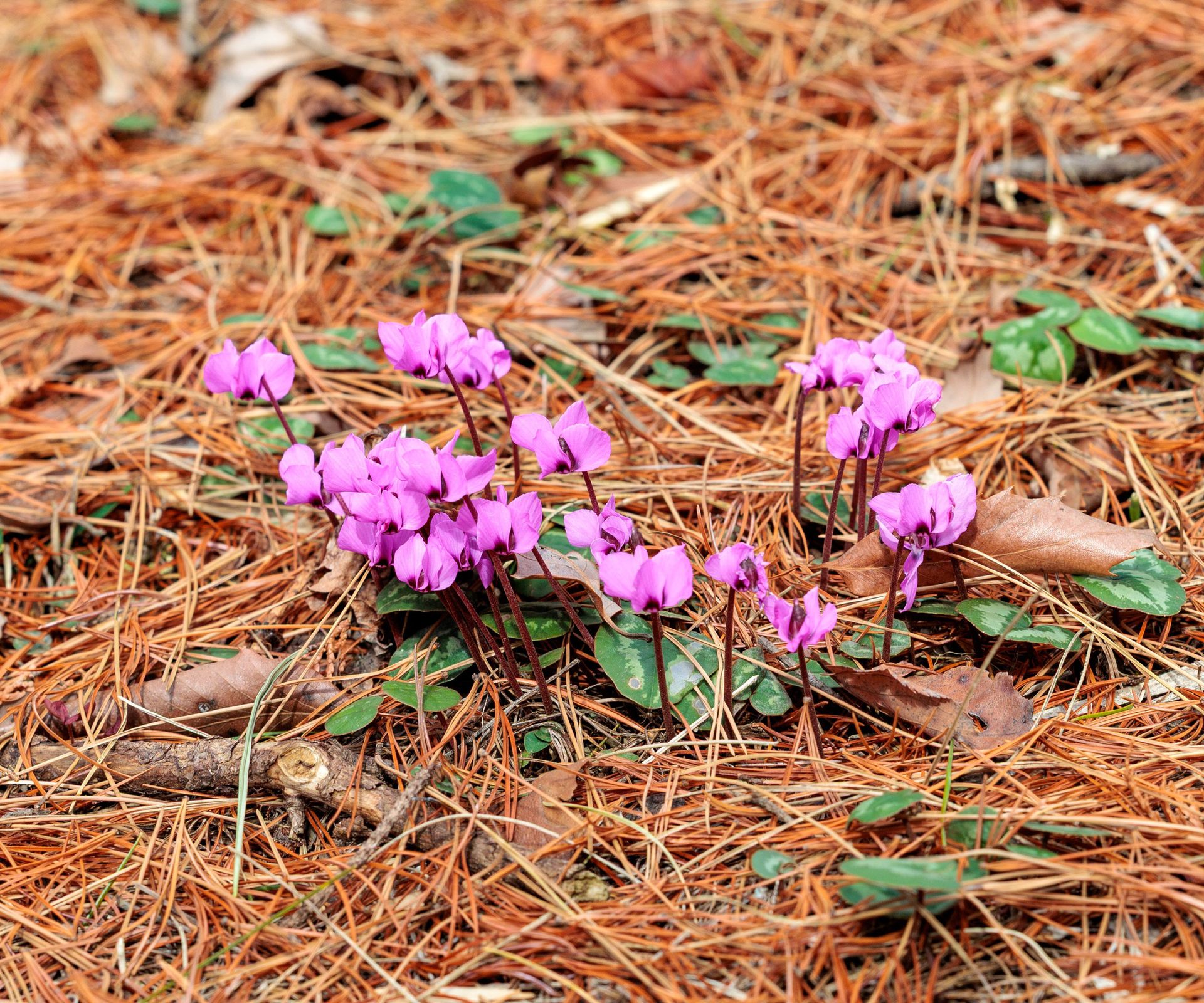 cyclamen plants growing in pine needle mulch