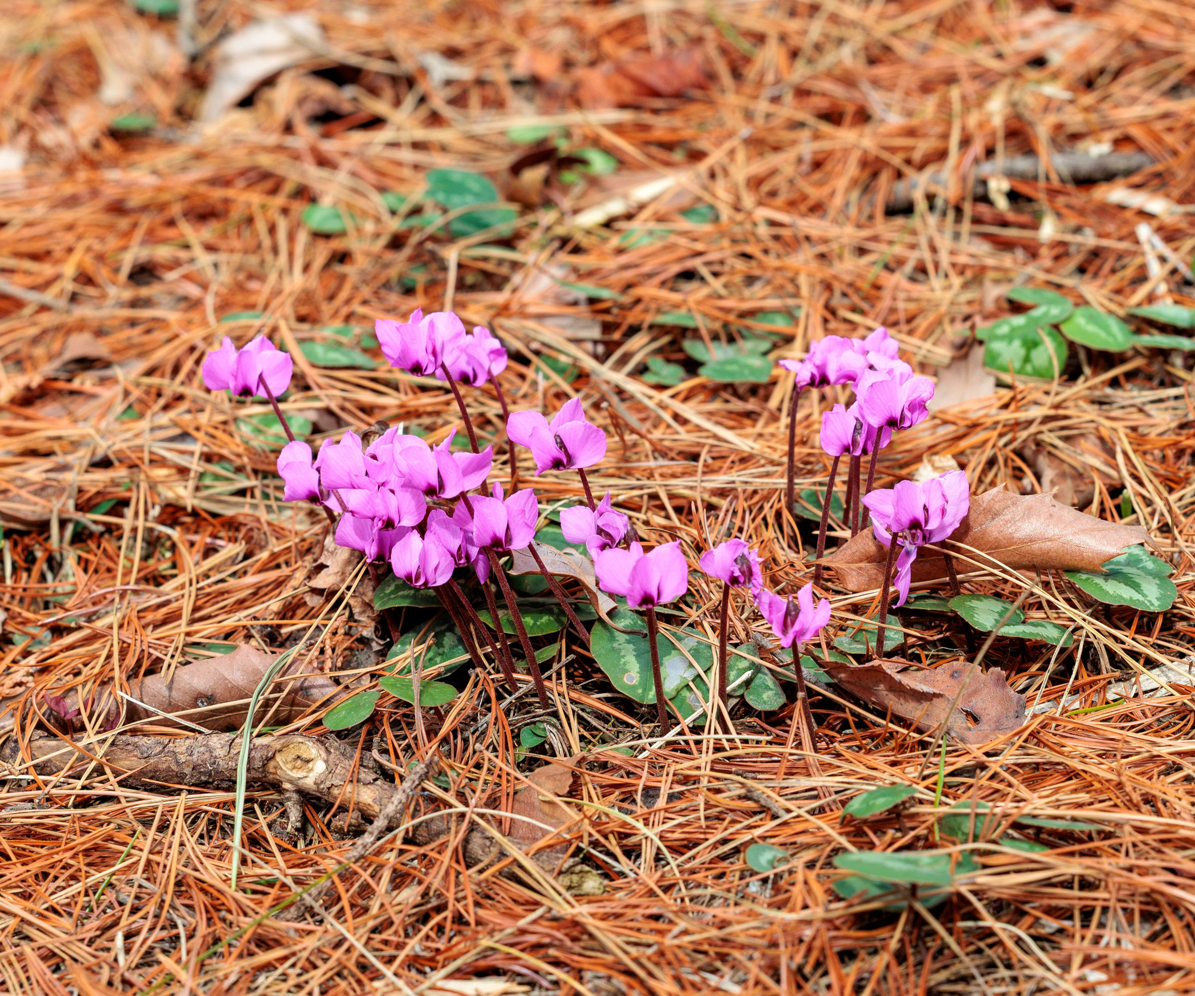 cyclamen plants growing in pine needle mulch