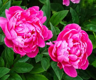 hot pink peonies in full bloom in late spring display