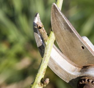 using secateurs to prune shrub or tree in winter