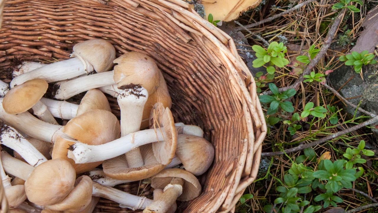 Gypsy mushrooms