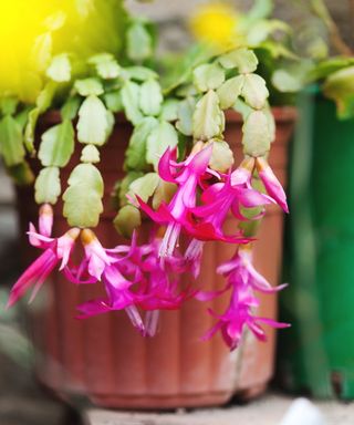 Flowering Christmas cactus