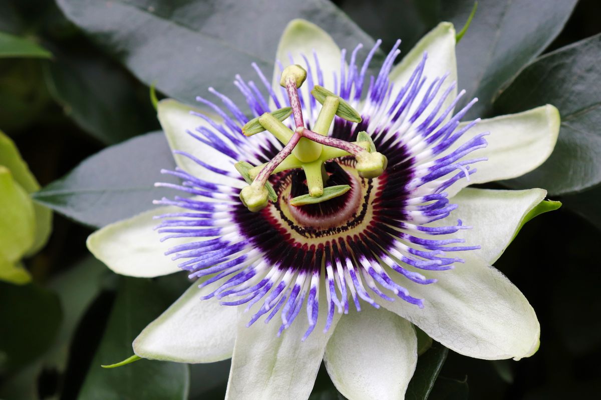 With only 9 focus points, it was tough to ensure the topmost point of this flower was in focus.