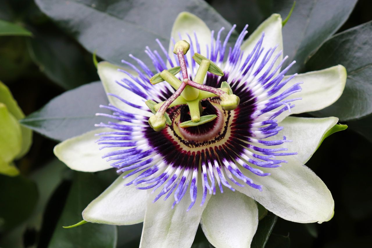 With only 9 focus points, it was tough to ensure the topmost point of this flower was in focus.