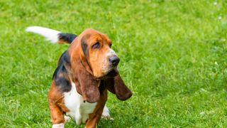 Basset hound standing in grass