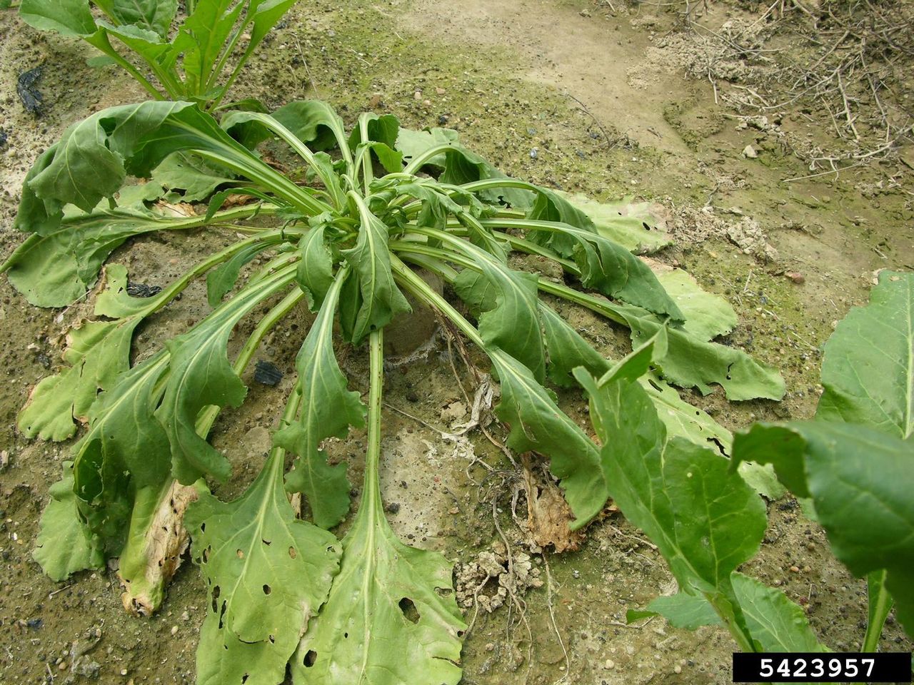 beet blight