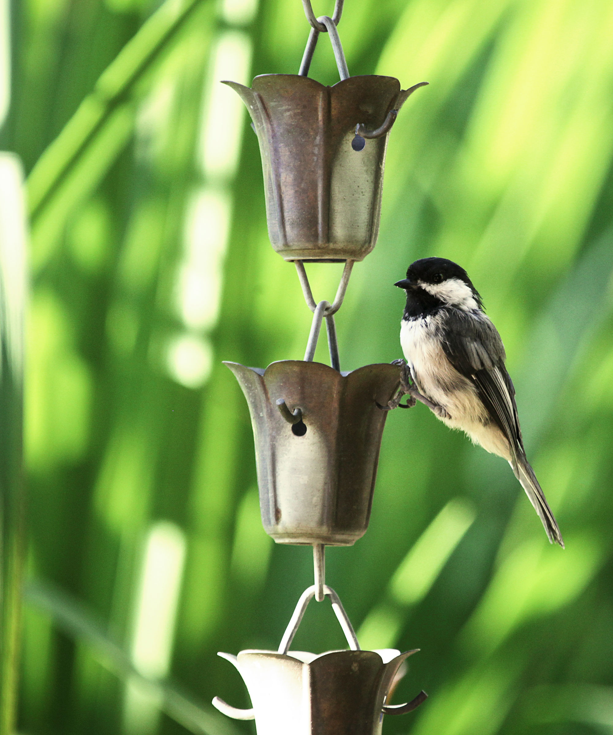 rain chain with blue tit