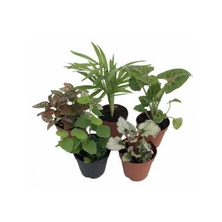Five plants in plant pots