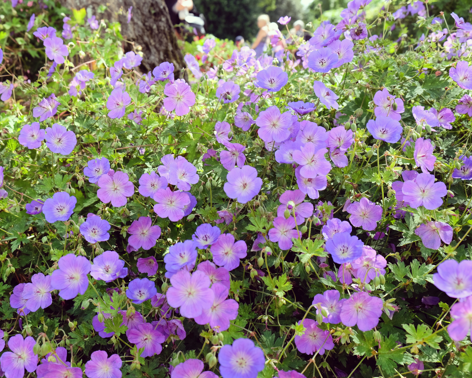 Pink and purple Hardy Geranium cranesbill 'Rozanne' in flower