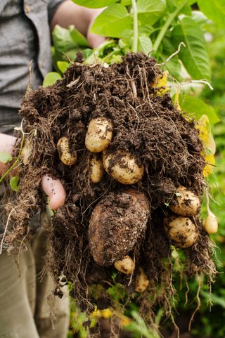 new potatoes grown in a garden