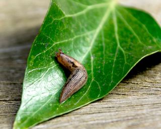 slug on the leaf of a plant