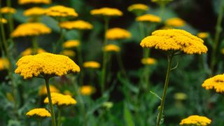 Achillea 'Cloth of Gold' in flower