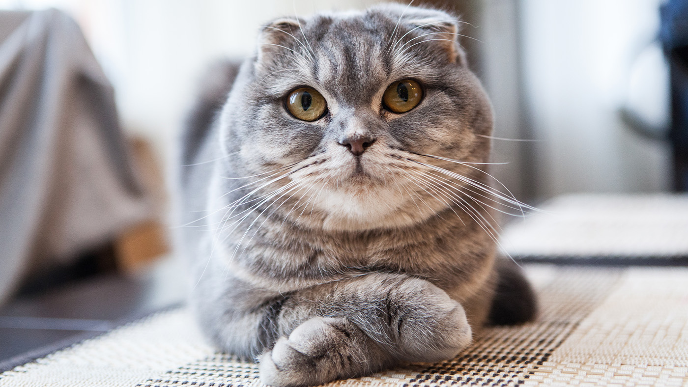 Scottish Fold looking directly at camera with front paws folded