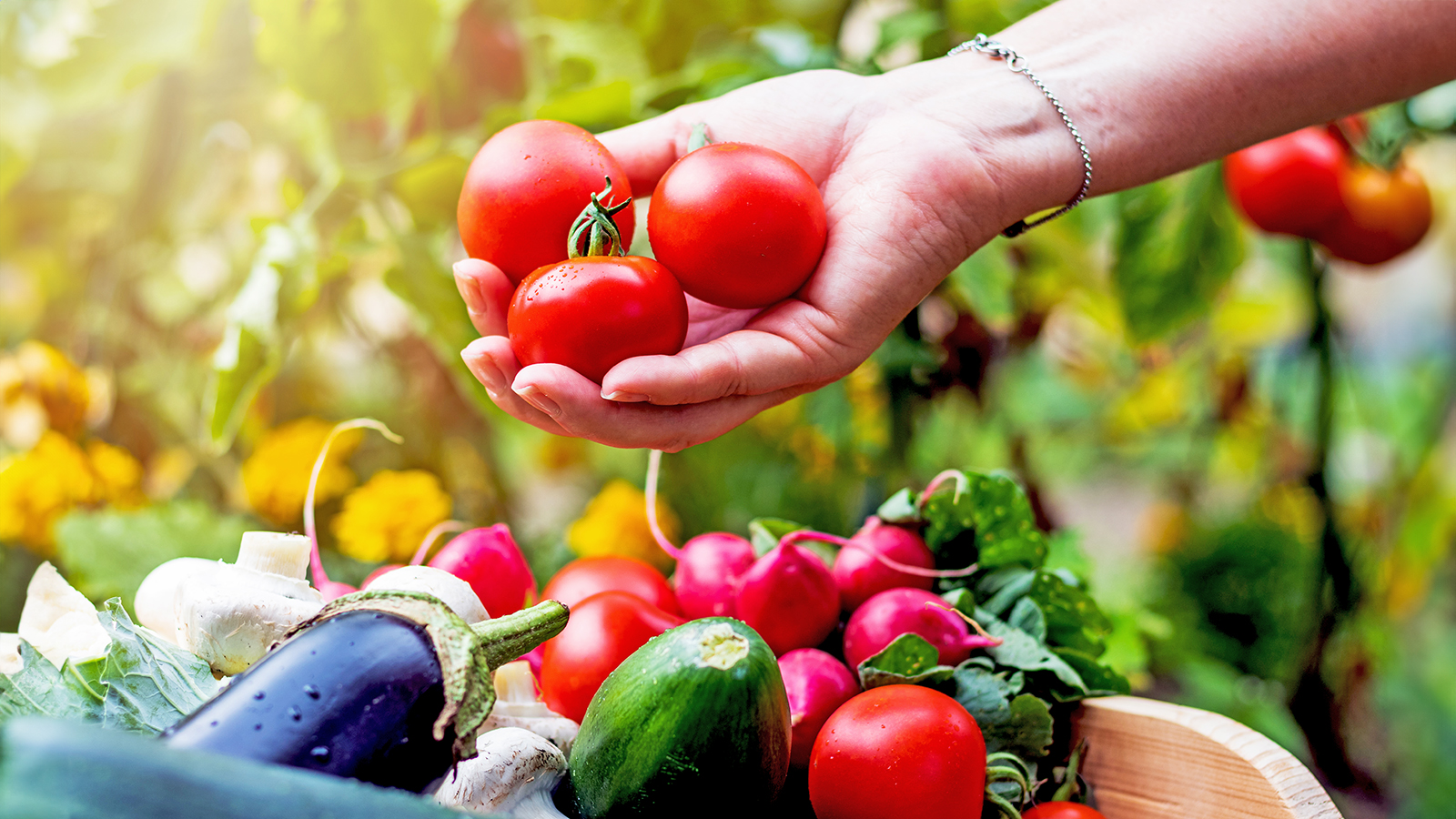Harvesting homegrown tomatoes and adding them to basket with other freshly picked vegetables