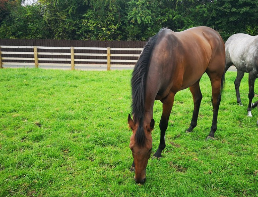 Horses for sale under &amp;pound;1,000