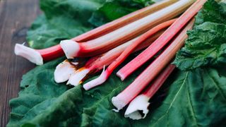 rhubarb stalks and leaves