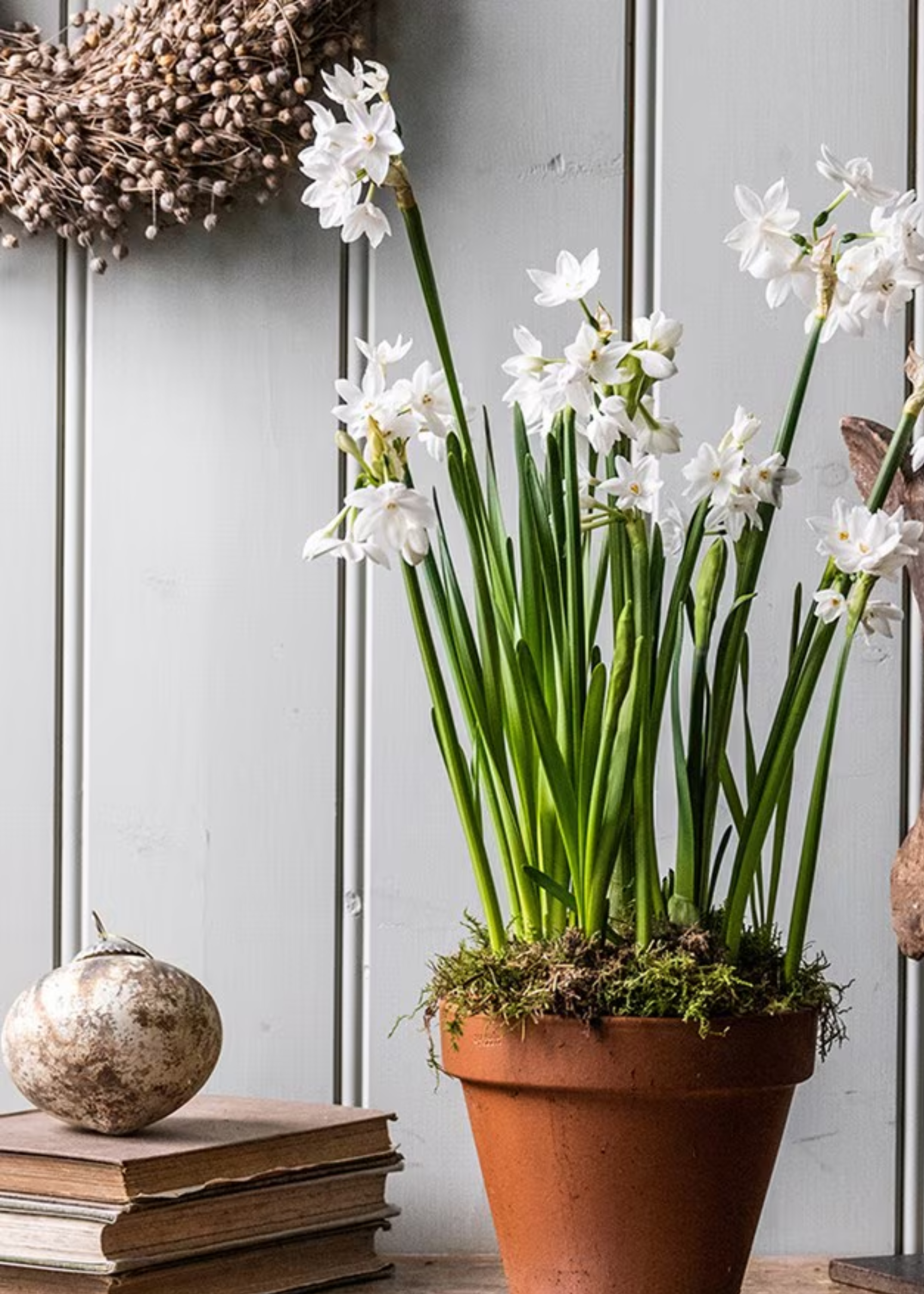 Potted paperwhites by a stack of old books, below a wreath