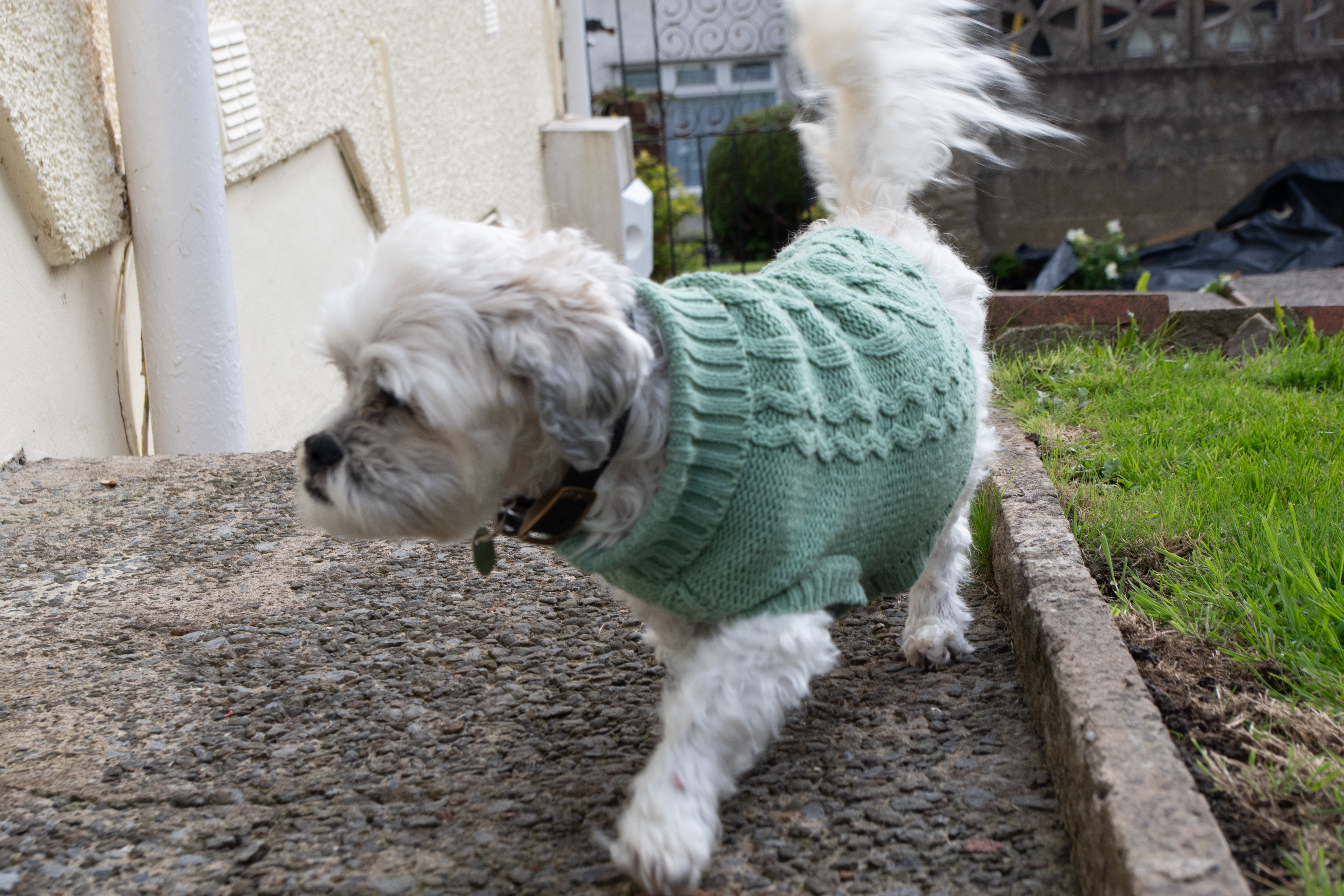 Dog running across garden captured on Pentax KF