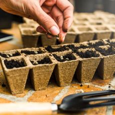 hand planting peas in seed tray 