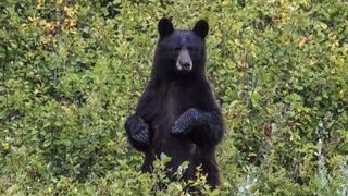 a black bear standing on its hind legs surrounded by green bushes
