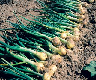 Onions laid on soil after being lifted