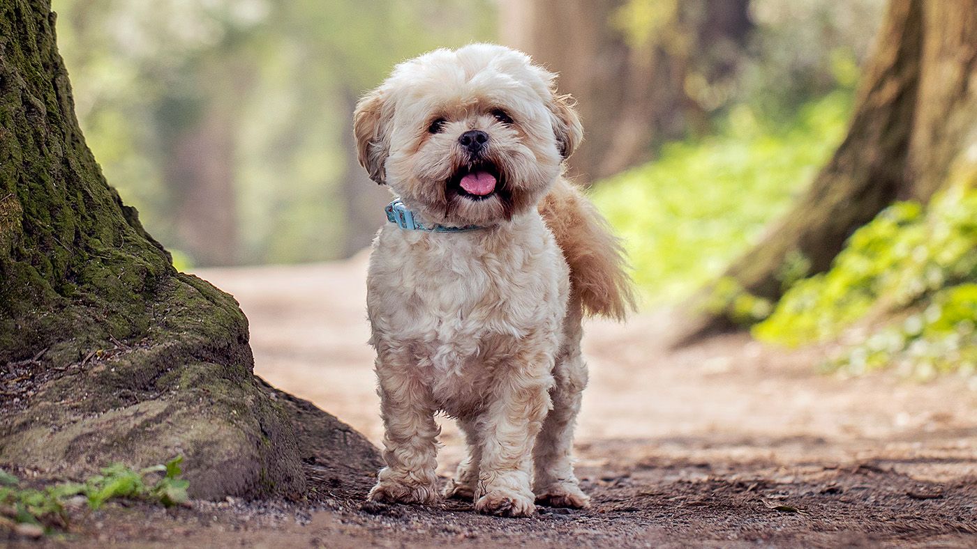 45 Best Small Dog Breeds to Adopt in 2025, image size:1400x788
