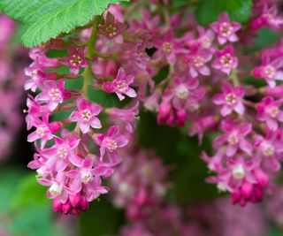 Ribes sanguineum 'Pulborough Scarlet' in bloom with pink flowers in spring
