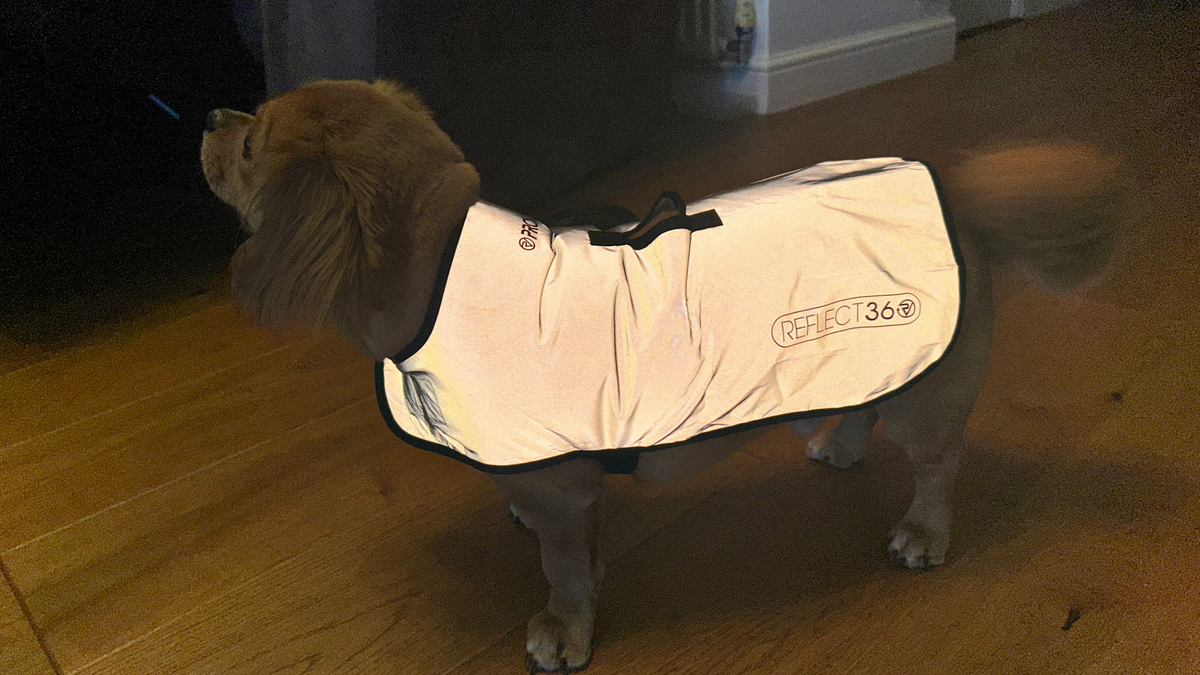 Chloe's dog wearing the Proviz Reflect 360 dog coat with flash on