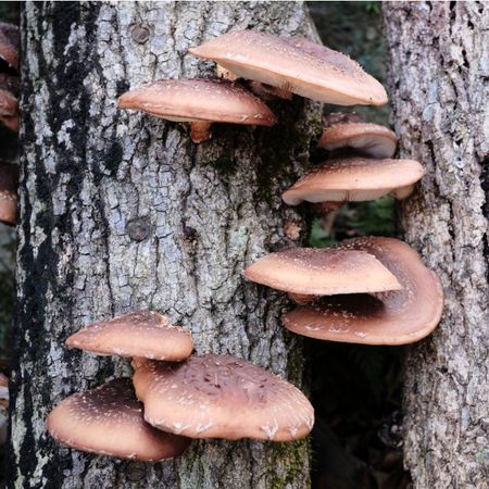 Shiitake mushrooms growing on a tree