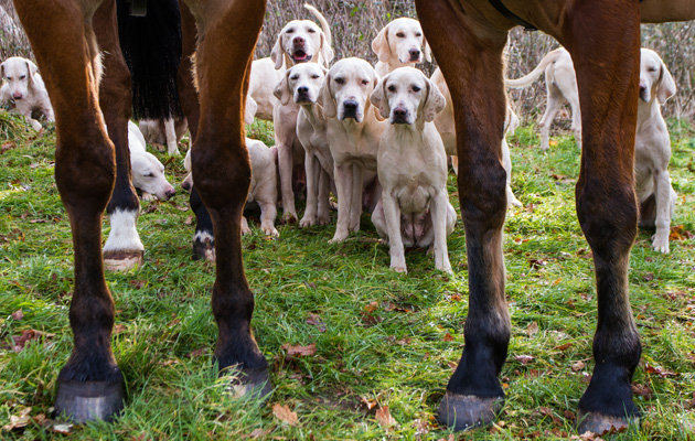 Taunton Vale Harriers meet at Clayhidon, Wellington, Somerset on 3rd February 2015