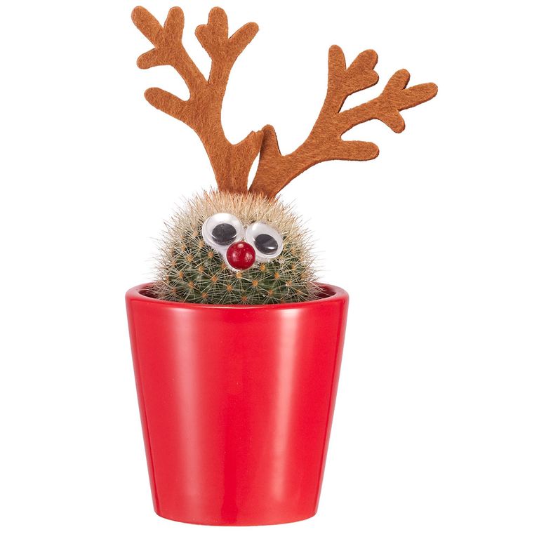Dobbies' cactus Christmas tree prove shoppers are branching out this